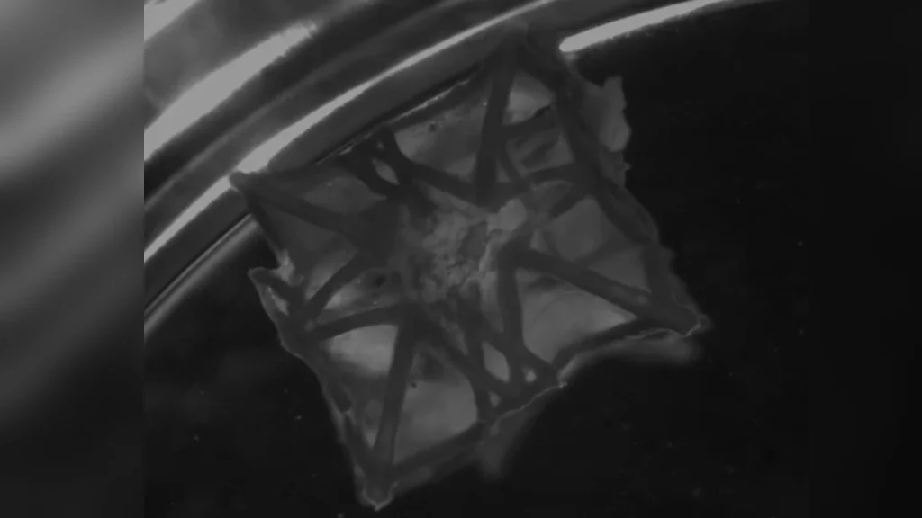 دانشمندان پچ سه‌بعدی قابل کاشت در بافت قلب را چاپ کردند