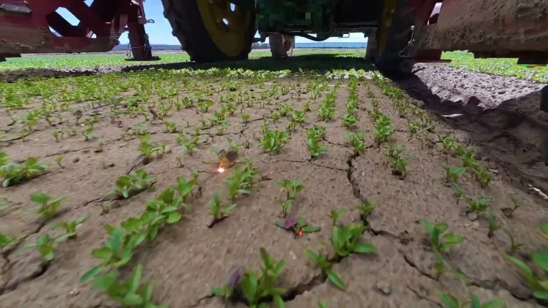 LaserWeeder G2 in Cilantro - YouTube